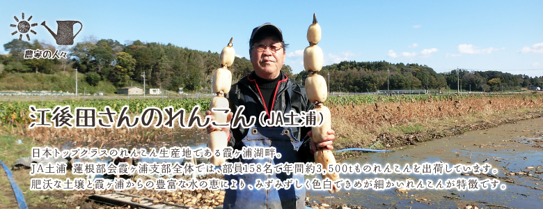 江後田さんのれんこん（JA土浦）日本トップクラスのれんこん生産地である霞ヶ浦湖畔。
JA土浦 蓮根部会霞ヶ浦支部全体では、部員158名で年間約3,500tものれんこんを出荷しています。
肥沃な土壌と霞ヶ浦からの豊富な水の恵により、みずみずしく色白できめが細かいれんこんが特徴です。