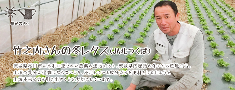 茨城県桜川市は水利に恵まれた農業の適地であり、茨城県内屈指の冬レタス産地です。
土壌の養分が過剰にならないよう、不足している成分だけを肥料として土に与え
土壌本来の力を引き出すことを大切にしています。