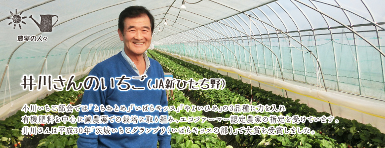 小川いちご部会では「とちおとめ」「いばらキッス」「やよいひめ」の3品種に力を入れ
有機肥料を中心に減農薬での栽培に取り組み、エコファーマー認定農家の指定を受けています。
井川さんは平成30年「茨城いちごグランプリ（いばらキッスの部）」で大賞を受賞しました。