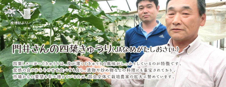 四葉（スーヨー）きゅうりは、皮が薄くてきゅうりの風味がしっかりしているのが特徴です。
食感の良さからそのまま食べても良し、漬物や炒め物などの料理にも重宝されており、
市場からの要望も年々増えているため、部会全体で栽培農家の拡大に努めています。