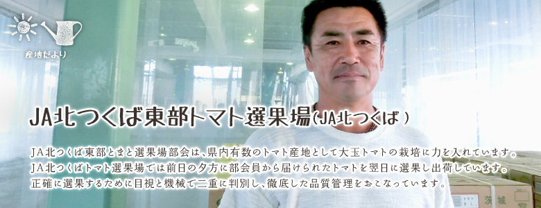 JA北つくば東部とまと選果場部会は、県内有数のトマト産地として大玉トマトの栽培に力を入れています。
JA北つくばトマト選果場では前日の夕方に部会員から届けられたトマトを翌日に選果し出荷しています。
正確に選果するために目視と機械で二重に判別し、徹底した品質管理をおこなっています。