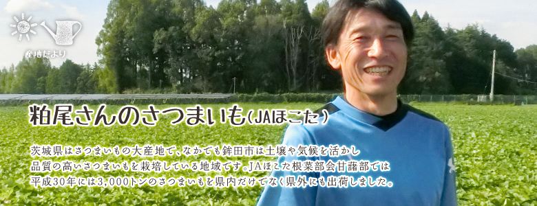 茨城県はさつまいもの大産地で、なかでも鉾田市は土壌や気候を活かし
品質の高いさつまいもを栽培している地域です。JAほこた根菜部会甘藷部では
平成30年には3,000トンのさつまいもを県内だけでなく県外にも出荷しました。