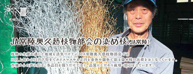 枝物の生産を通して地域を活気づけているJA常陸奥久慈枝物部会では
11月上旬から12月下旬までクリスマスやお正月を金色や銀色で彩る染め枝の出荷をおこなっています。
市場からの声に応え、多品目を扱うだけでなく、品質にこだわり栽培・加工をしています。 