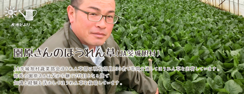 JA茨城旭村蔬菜部会ほうれん草部は現在部員130名で年間を通してほうれん草を出荷しています。部長の園原さんは父から継ぐ2代目となる畑で知識と経験を活かしてほうれん草を栽培しています。