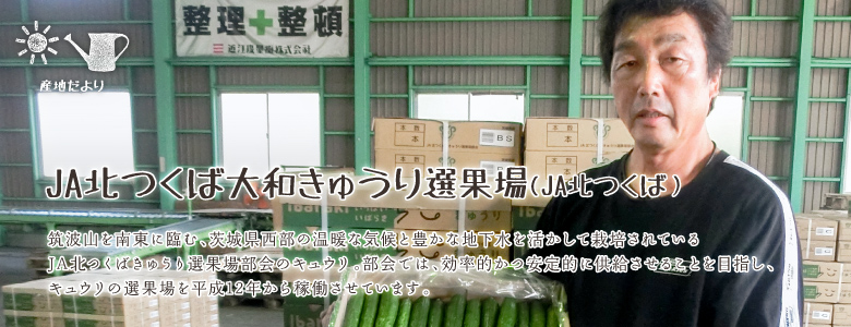 筑波山を南東に臨む、茨城県西部の温暖な気候と豊かな地下水を活かして栽培されているJA北つくばきゅうり選果場部会のキュウリ。部会では、効率的かつ安定的に供給させることを目指し、キュウリの選果場を平成12年から稼働させています。