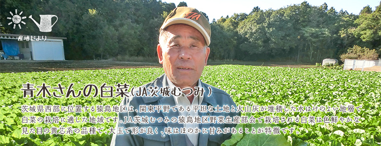 茨城県西部に位置する猿島地区は、関東平野である平坦な土地と火山灰が堆積した水はけのよい地層で白菜の栽培に適した地域です。JA茨城むつみの猿島地区野菜生産部会で栽培される白菜は色鮮やかな見た目の黄芯系の品種で、大玉で形が良く、味はほのかに甘みがあることが特徴です。