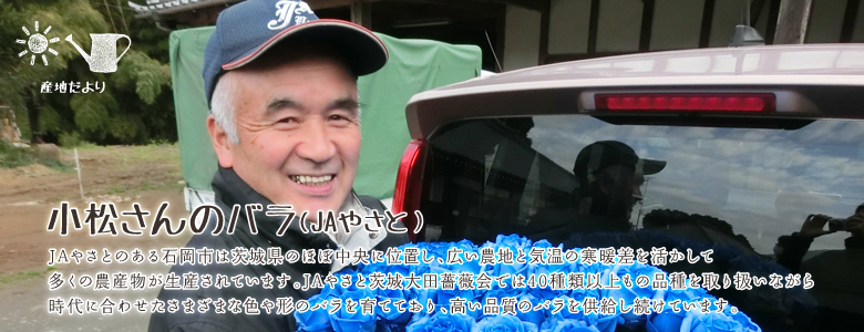 JAやさとのある石岡市は茨城県のほぼ中央に位置し、広い農地と気温の寒暖差を活かして多くの農産物が生産されています。
JAやさと茨城大田薔薇会では40種類以上もの品種を取り扱いながら時代に合わせたさまざまな色や形のバラを育てており、高い品質のバラを供給し続けています。
