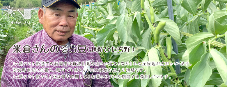 JA新ひたち野管内の石岡市は筑波山地の山々が連なりなだらかな丘陵地が広がっています。茨城県南部に位置し、県内でも特にそら豆の栽培が盛んな地域です。JA新ひたち野のそら豆は旬の時期となる初夏のわずかな期間で出荷をしています。
