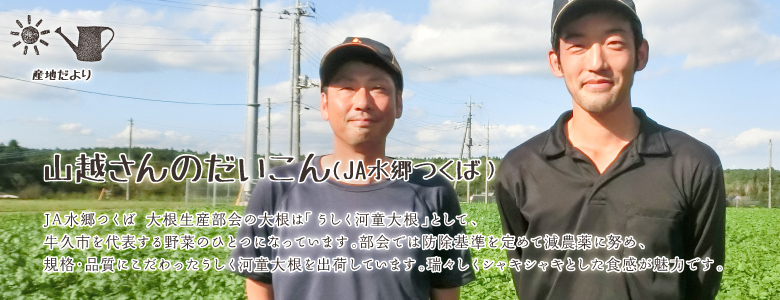 JA水郷つくば 大根生産部会の大根は「うしく河童大根」として、牛久市を代表する野菜のひとつになっています。部会では防除基準を定めて減農薬に努め、規格・品質にこだわったうしく河童大根を出荷しています。瑞々しくシャキシャキとした食感が魅力です。