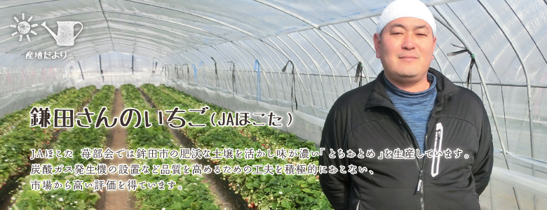 JAほこた 苺部会では鉾田市の肥沃な土壌を活かし味が濃い「とちおとめ」を生産しています。炭酸ガス発生機の設置など品質を高めるための工夫を積極的におこない、市場から高い評価を得ています。