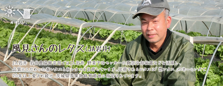 JA岩井 岩井農協園芸部ではJA岩井 野菜予冷センターの真空冷却装置などを活用し、品質にこだわった春レタスと秋レタスを出荷しています。出荷されるレタスは「惚レタス」のネーミングで20年以上愛され続け、茨城県青果物銘柄産地に指定されています。