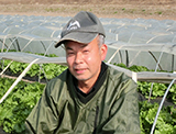 風見さんのレタス