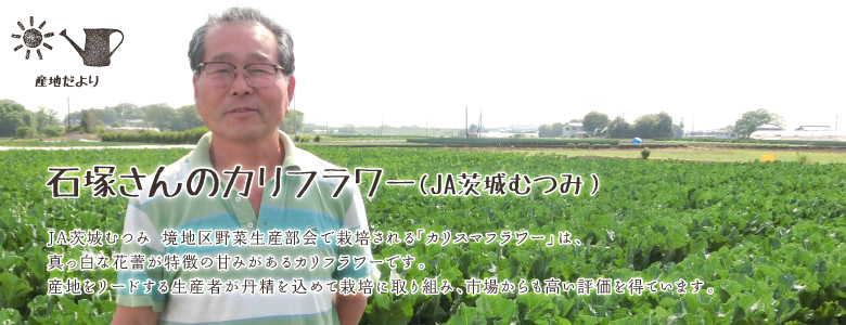 JA茨城むつみ 境地区野菜生産部会で栽培される「カリスマフラワー」は、真っ白な花蕾が特徴の甘みがあるカリフラワーです。産地をリードする生産者が丹精を込めて栽培に取り組み、市場からも高い評価を得ています。