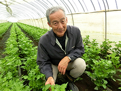 JAなめがたしおさい北浦地区大葉部会 部会長 堀田さん