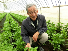 JAなめがたしおさい北浦地区大葉部会 部会長 堀田さん