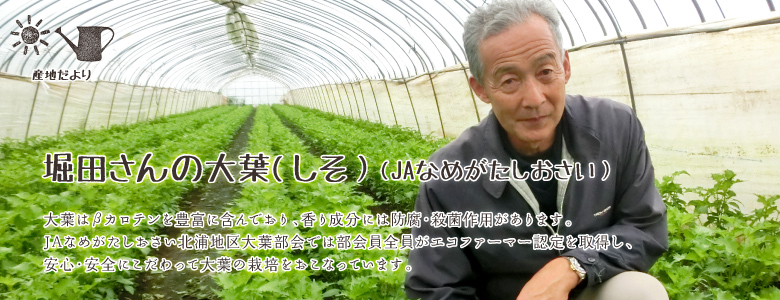 大葉はβカロテンを豊富に含んでおり、香り成分には防腐・殺菌作用があります。JAなめがたしおさい北浦地区大葉部会では部会員全員がエコファーマー認定を取得し、安心・安全にこだわって大葉の栽培をおこなっています。