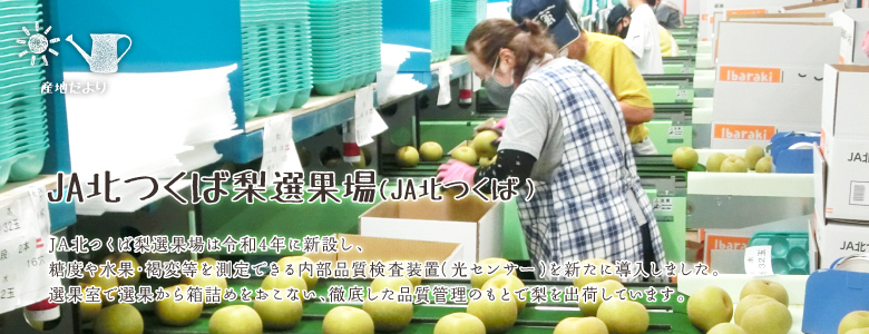 JA北つくば梨選果場は令和4年に新設し、糖度や水果・褐変等を測定できる内部品質検査装置（光センサー）を新たに導入しました。選果室で選果から箱詰めをおこない、徹底した品質管理のもとで梨を出荷しています。