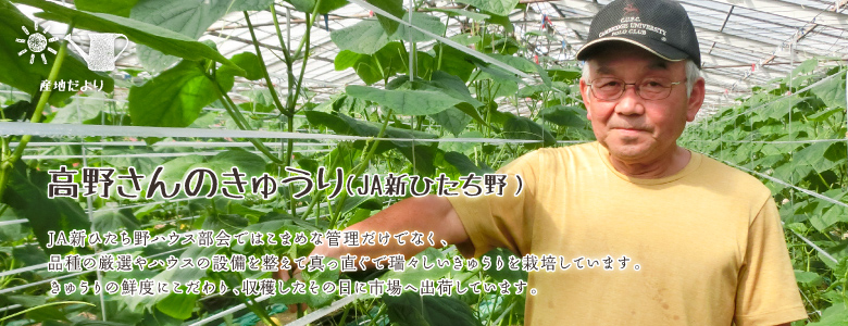 JA新ひたち野ハウス部会ではこまめな管理だけでなく、品種の厳選やハウスの設備を整えて真っ直ぐで瑞々しいきゅうりを栽培しています。きゅうりの鮮度にこだわり、収穫したその日に市場へ出荷しています。