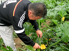 JA常総ひかりズッキーニ生産部会 部会長 伊藤さん