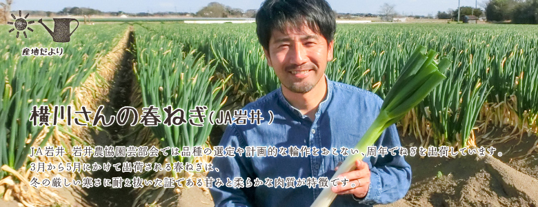 JA岩井 岩井農協園芸部会では品種の選定や計画的な輪作をおこない、周年でねぎを出荷しています。3月から5月にかけて出荷される春ねぎは、冬の厳しい寒さに耐え抜いた証である甘みと柔らかな肉質が特徴です。