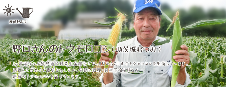 JA茨城むつみ猿島地区野菜生産部会では、6月から7月までトウモロコシを出荷しています。品質にこだわって栽培をおこない、早朝に収穫・真空予冷を施して新鮮なトウモロコシを届けています。