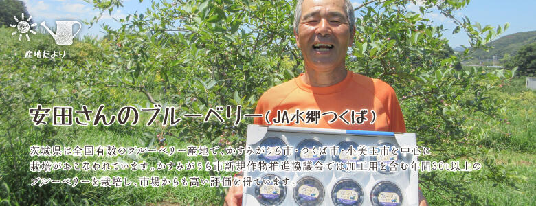 茨城県は全国有数のブルーベリー産地で、かすみがうら市・つくば市・小美玉市を中心に栽培がおこなわれています。かすみがうら市新規作物推進協議会では加工用を含む年間30t以上のブルーベリーを栽培し、市場からも高い評価を得ています。