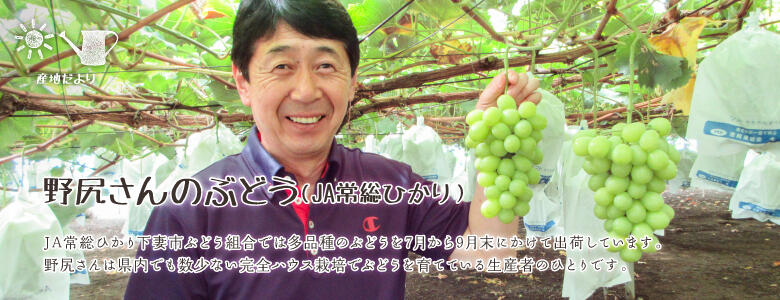 JA常総ひかり下妻市ぶどう組合では多品種のぶどうを7月から9月末にかけて出荷しています。野尻さんは県内でも数少ない完全ハウス栽培でぶどうを育てている生産者のひとりです。