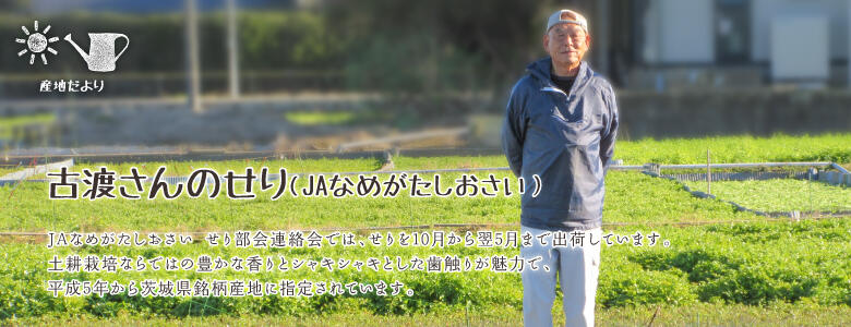 JAなめがたしおさい せり部会連絡会では、せりを10月から翌5月まで出荷しています。土耕栽培ならではの豊かな香りとシャキシャキとした歯触りが魅力で、平成5年から茨城県銘柄産地に指定されています。