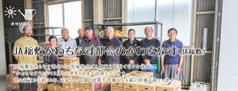 JA稲敷かわちなす部会では茨城県内でも貴重な作型でなすを栽培し、"かわちなす"として9月から翌年6月まで出荷しています。部会設立から約30年、安定した品質と出荷で市場からも高い評価を得ています。