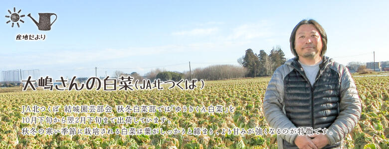 JA北つくば 結城園芸部会 秋冬白菜部では「ゆうきくん白菜」を10月下旬から翌2月下旬まで出荷しています。秋冬の寒い季節に栽培される白菜は葉がしっかりと締まり、より甘みが強くなるのが特徴です。