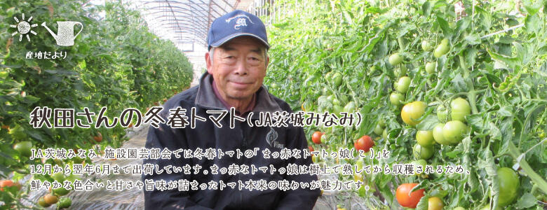 秋田さんの冬春トマト
