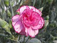 image4.jpg