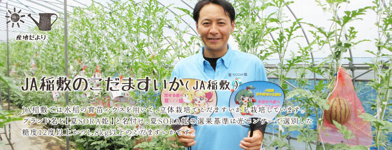 JA稲敷では水稲の育苗ハウスを用いて、立体栽培でこだますいかを栽培しています。ブランド名を【夏SORA姫】と名付け、夏SORA姫の選果基準は光センサーで選別した糖度12度以上かつ1.8kg以上のこだますいかです。