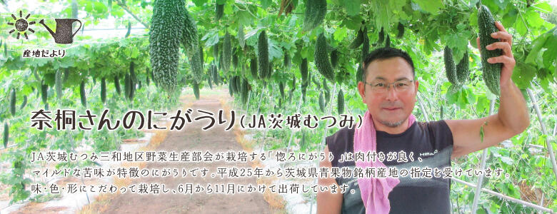 JA茨城むつみ三和地区野菜生産部会が栽培する「惚ろにがうり」は肉付きが良く、マイルドな苦味が特徴のにがうりです。平成25年から茨城県青果物銘柄産地の指定を受けています。味・色・形にこだわって栽培し、6月から11月にかけて出荷しています。
