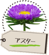 アスター