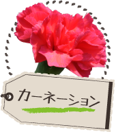 カーネーション