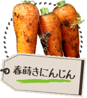 春蒔きにんじん