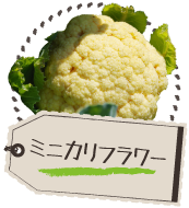 ミニカリフラワー