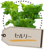 セルリー