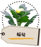 輪菊