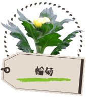 輪菊