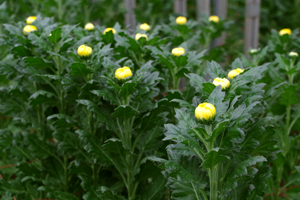 輪菊
