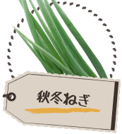秋冬ねぎ
