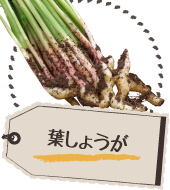 葉しょうが