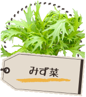 みず菜