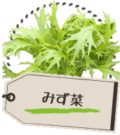 みず菜