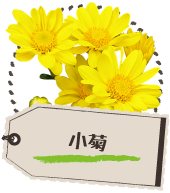 小菊