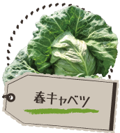 春キャベツ