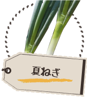 夏ねぎ