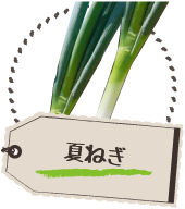 夏ねぎ